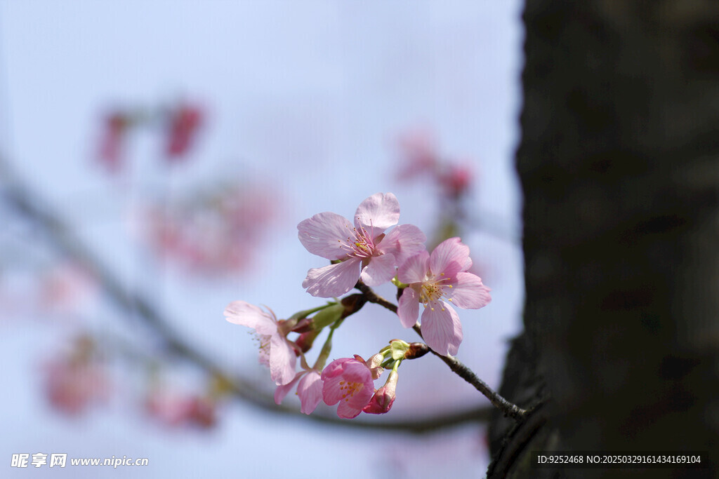 樱花树
