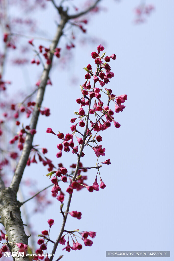 樱花树
