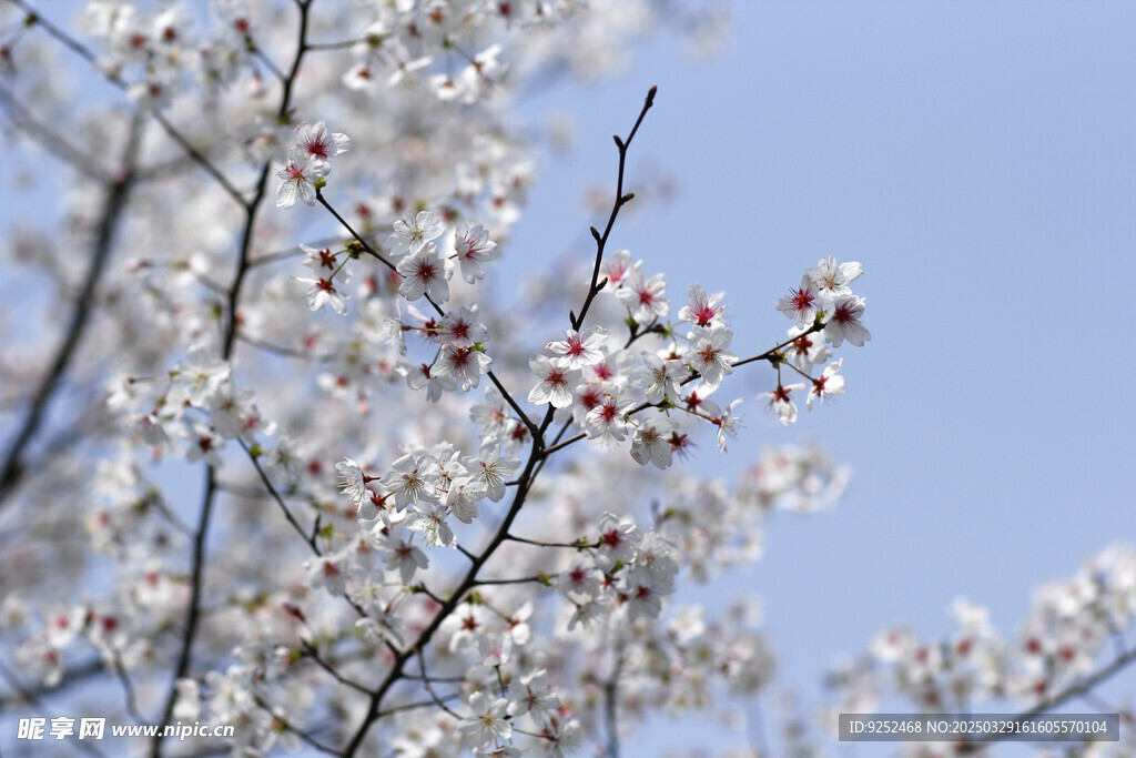 樱花树