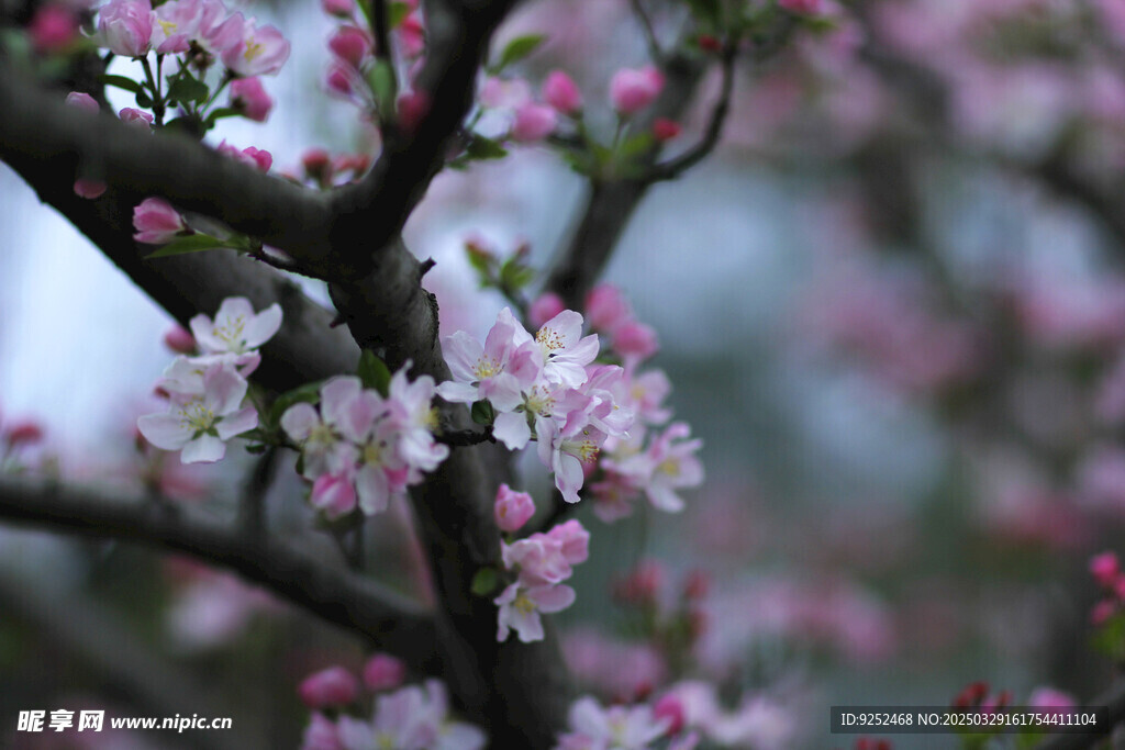 樱花树 