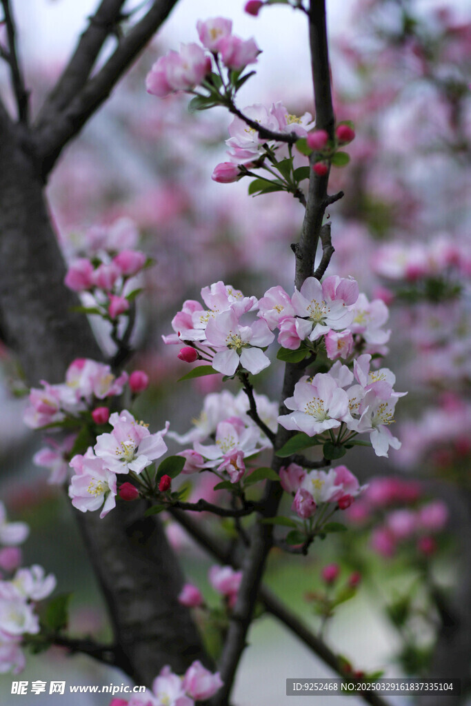樱花树 