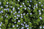 小紫花