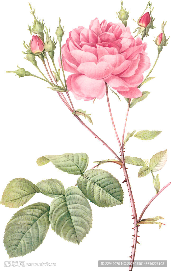 手绘水彩花卉