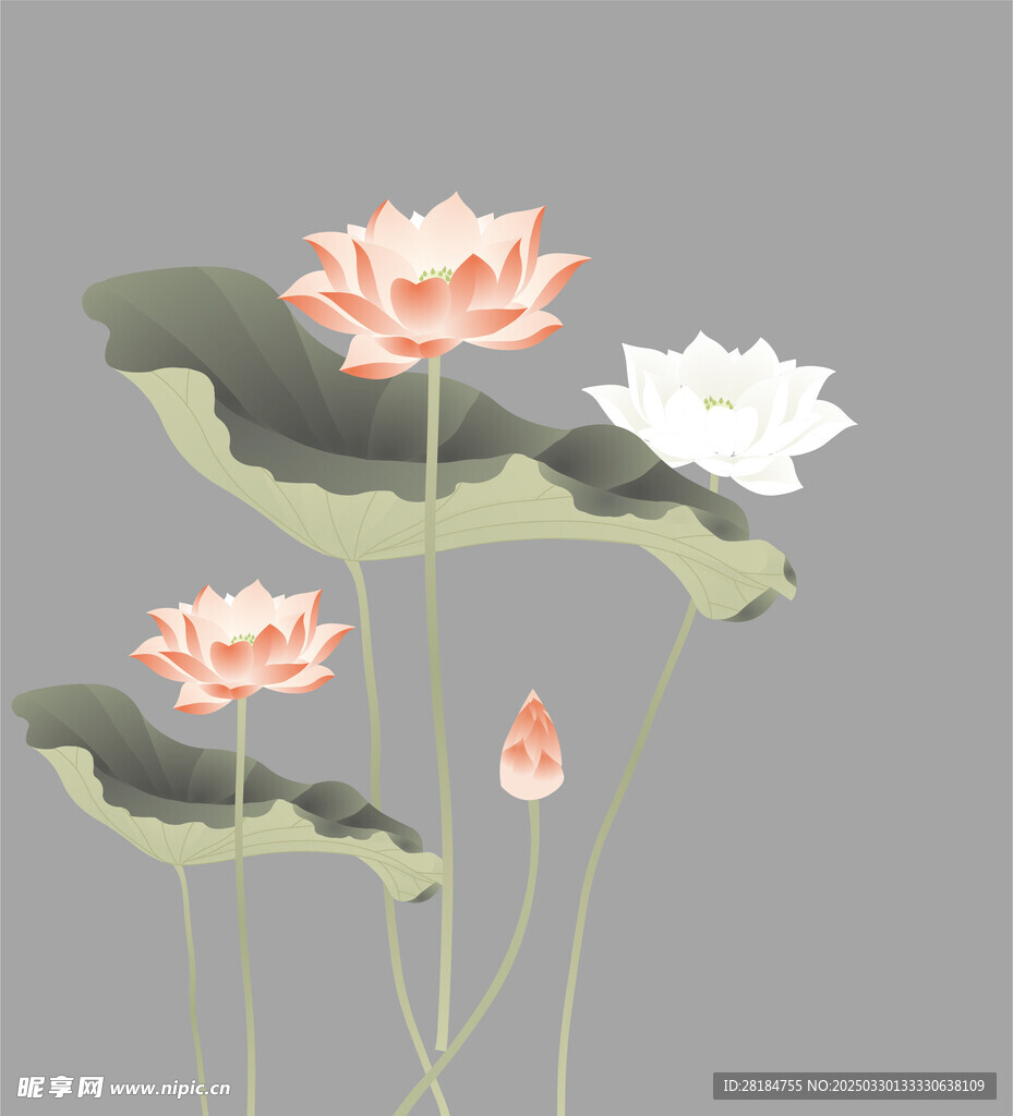 荷花素材