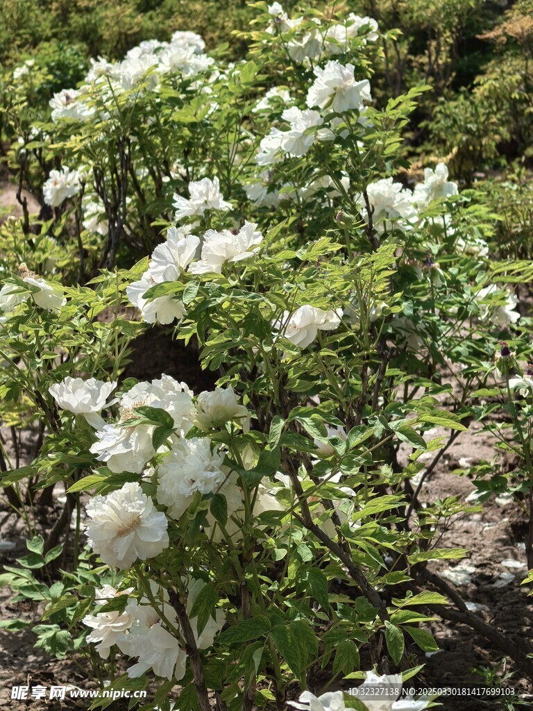花儿