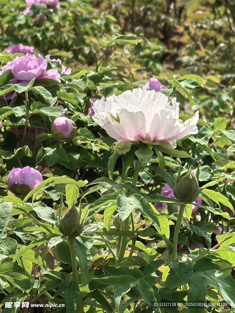 白牡丹