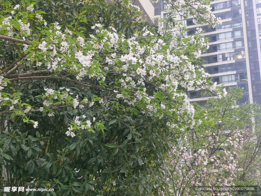 桃花