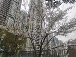 小区桃花