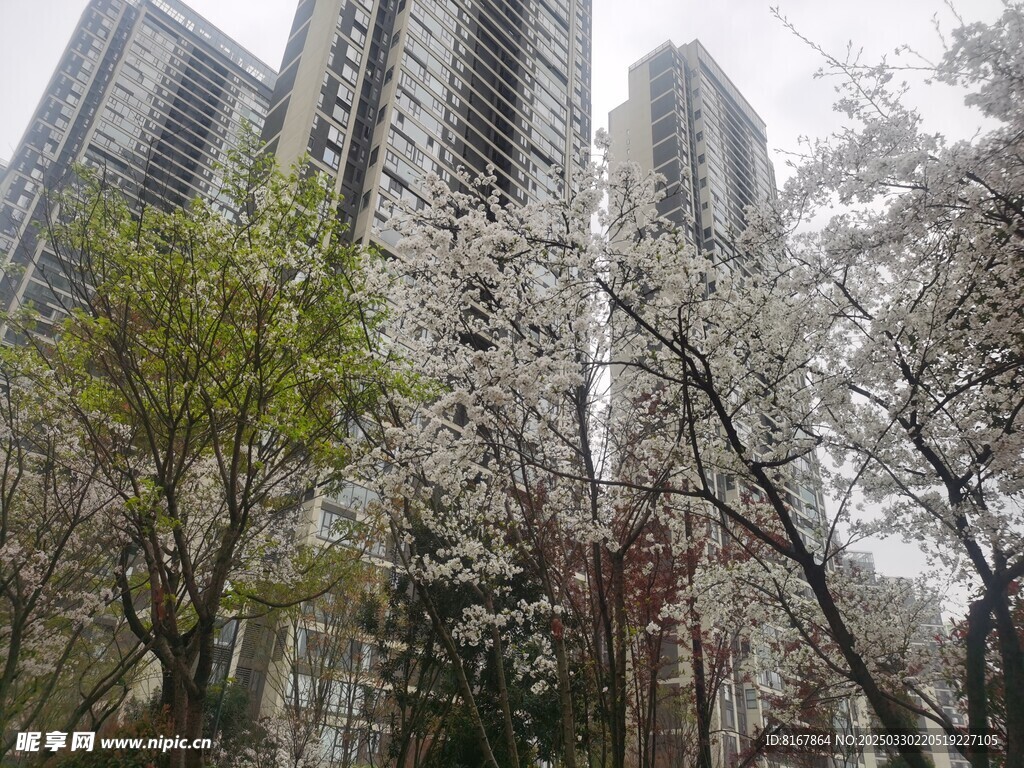 小区桃花