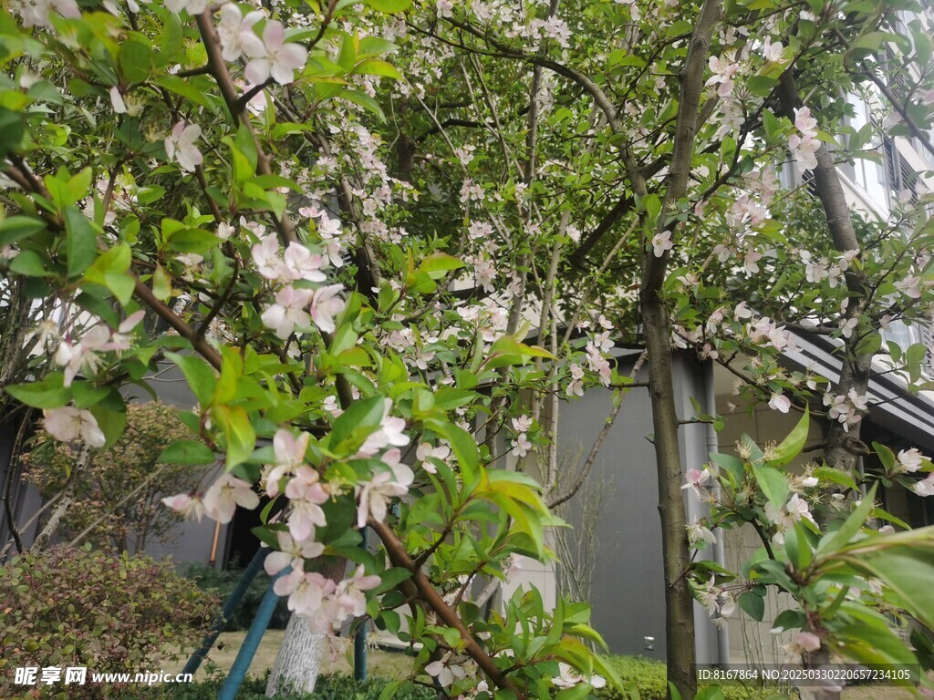 桃花