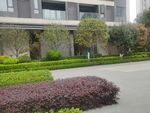 小区绿化
