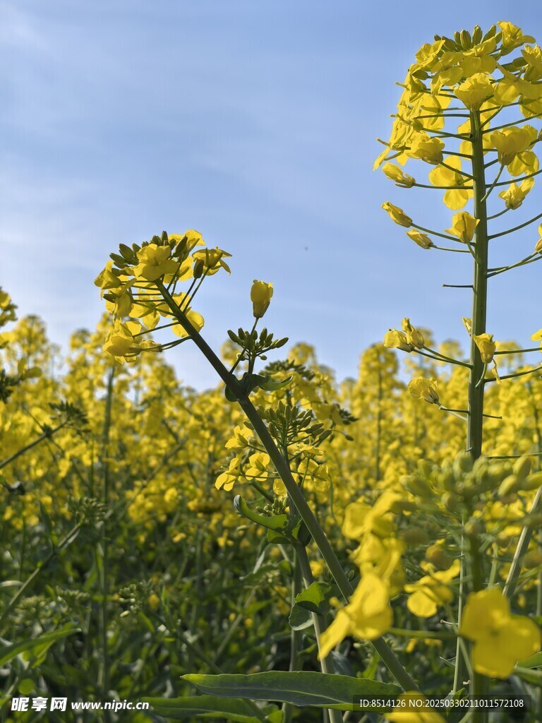 蓝天油菜花