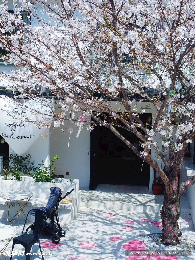 樱花