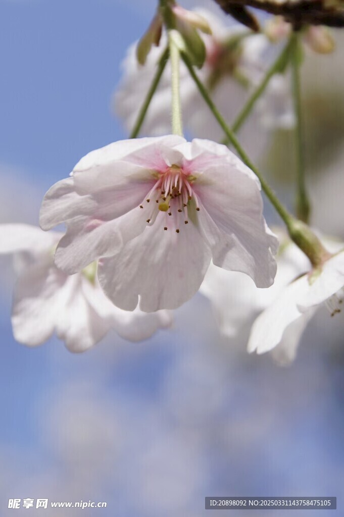 樱花