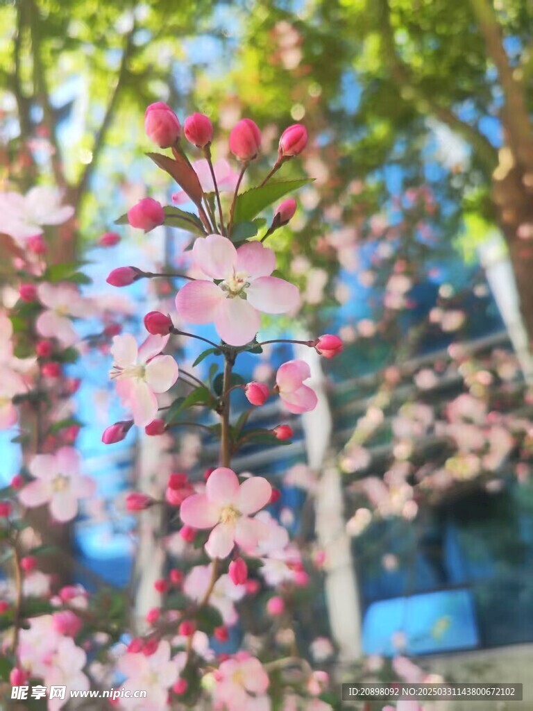樱花