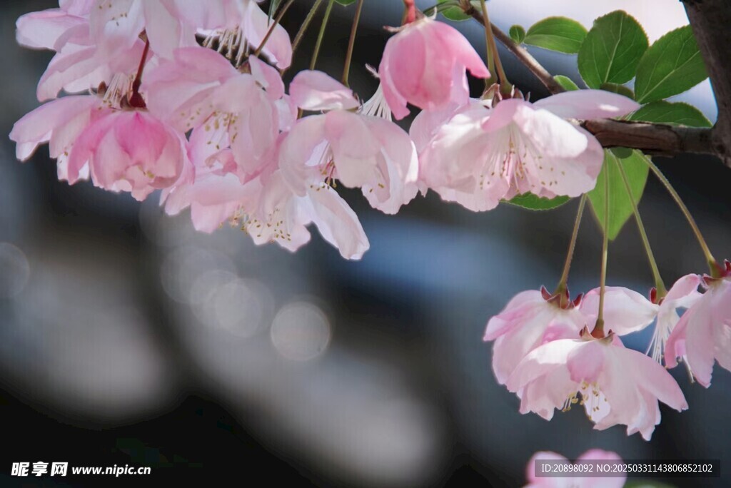 樱花