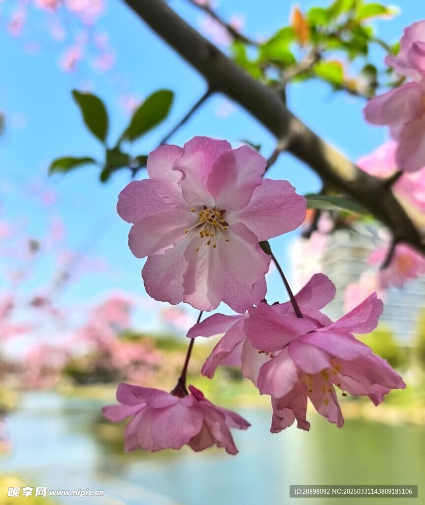 樱花