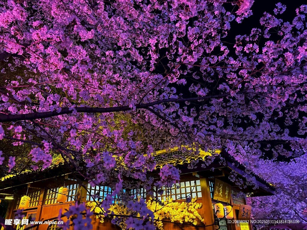 樱花