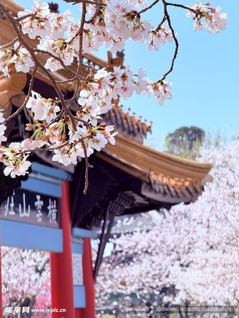 鼋头渚樱花