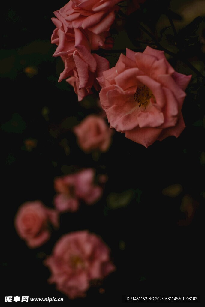 玫瑰