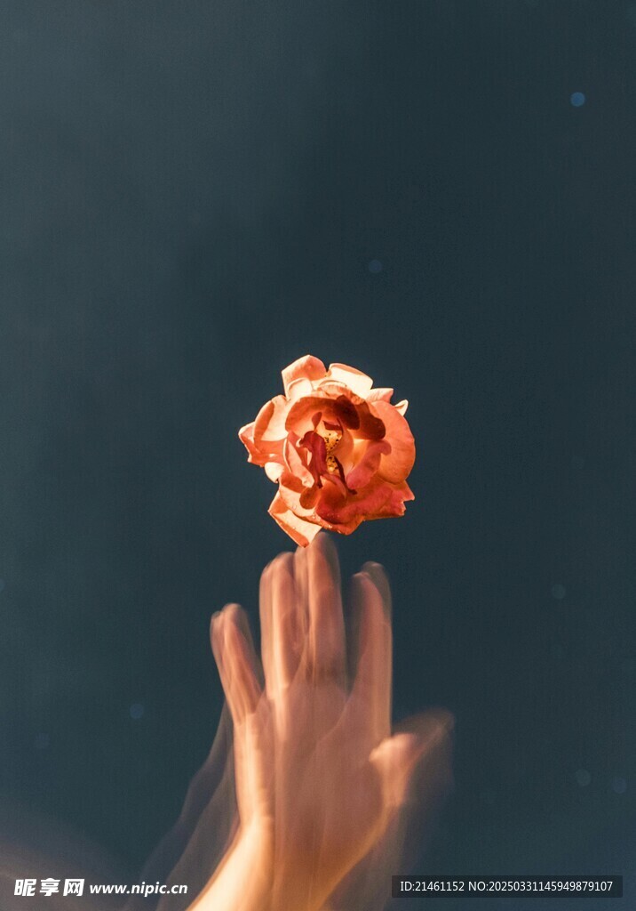 玫瑰