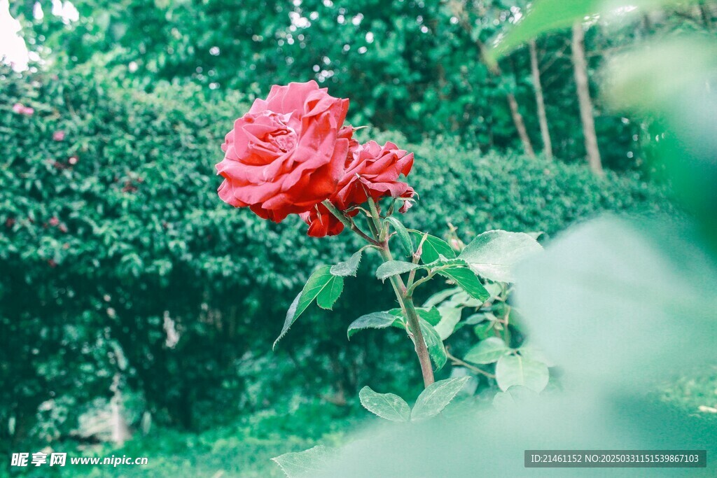 玫瑰