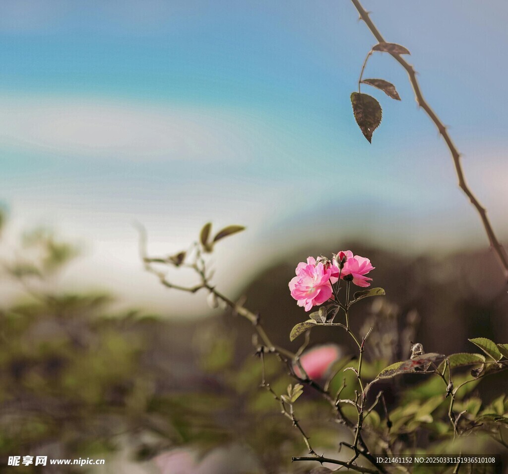 玫瑰
