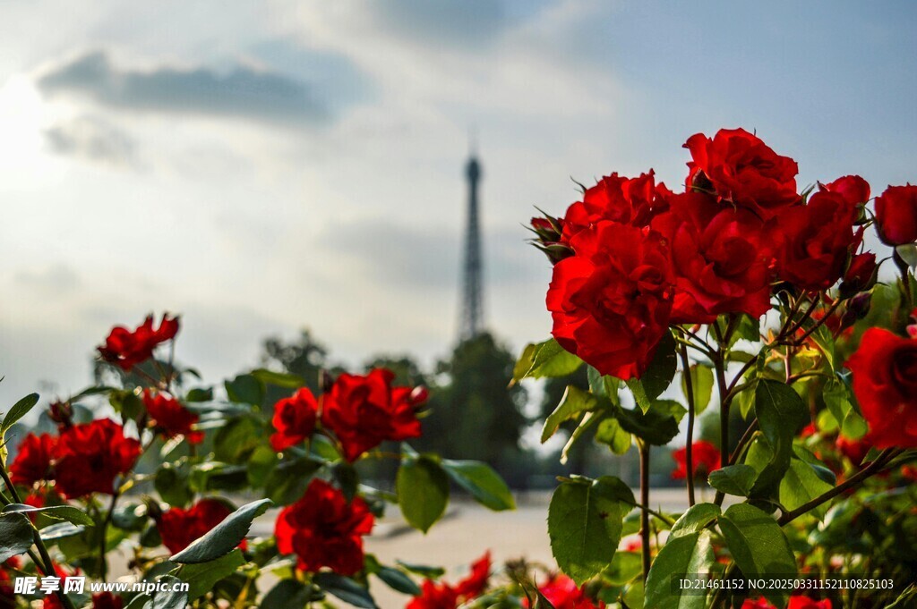 玫瑰