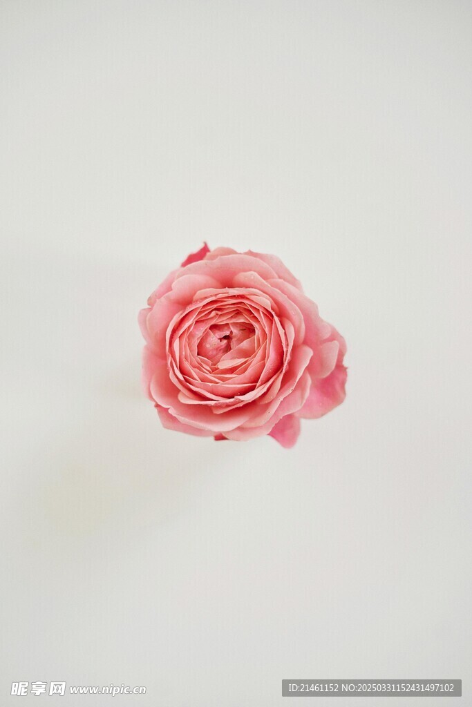 玫瑰