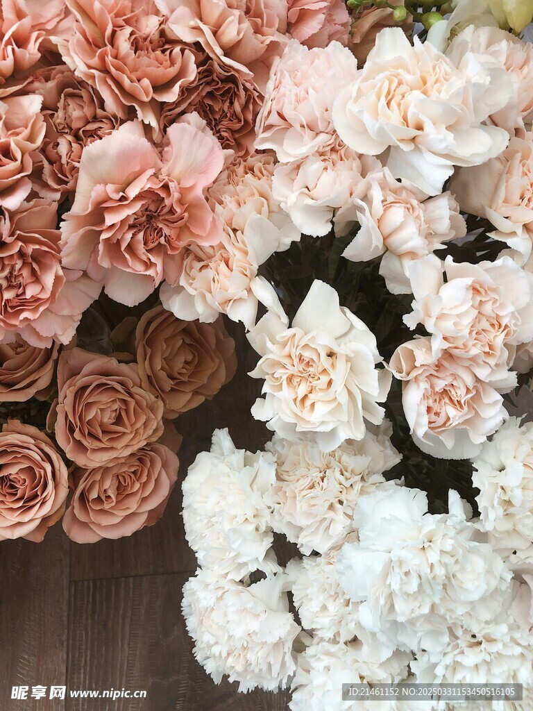 玫瑰
