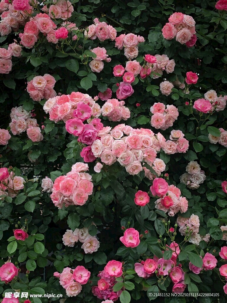 玫瑰