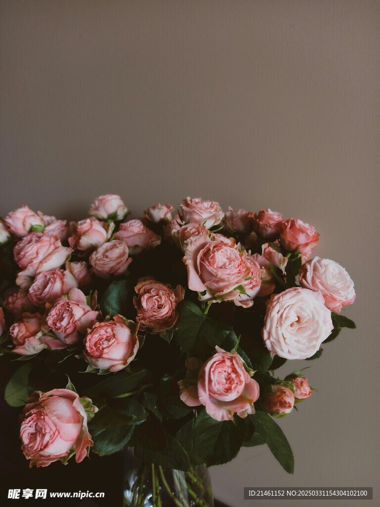 玫瑰