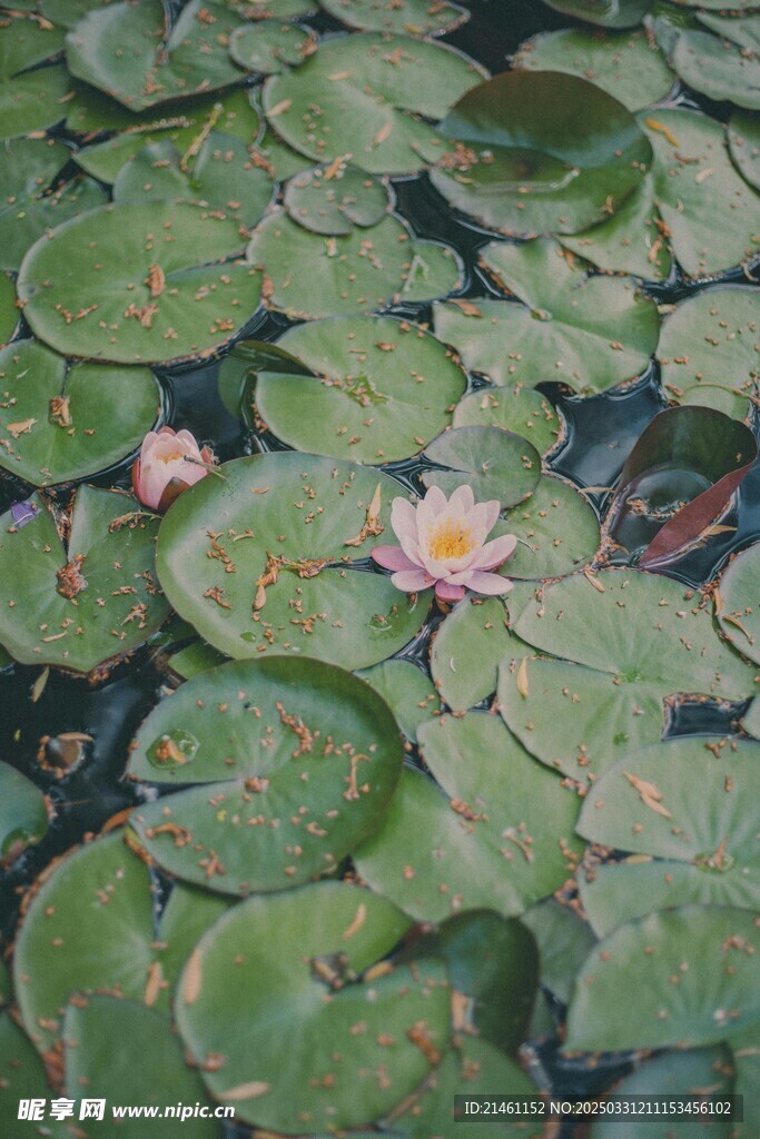 荷花