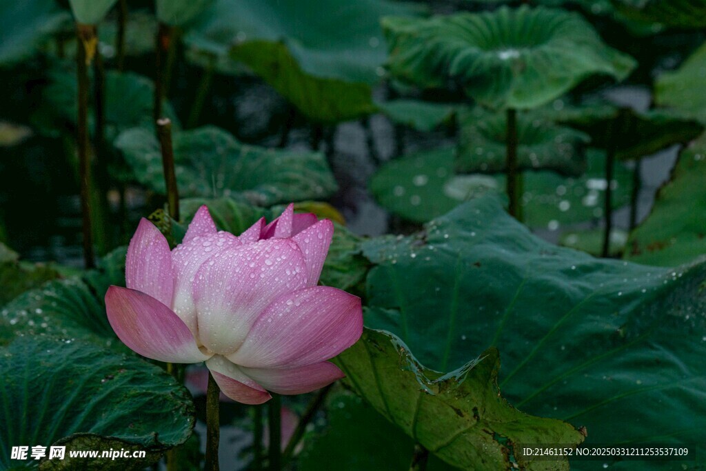 荷花