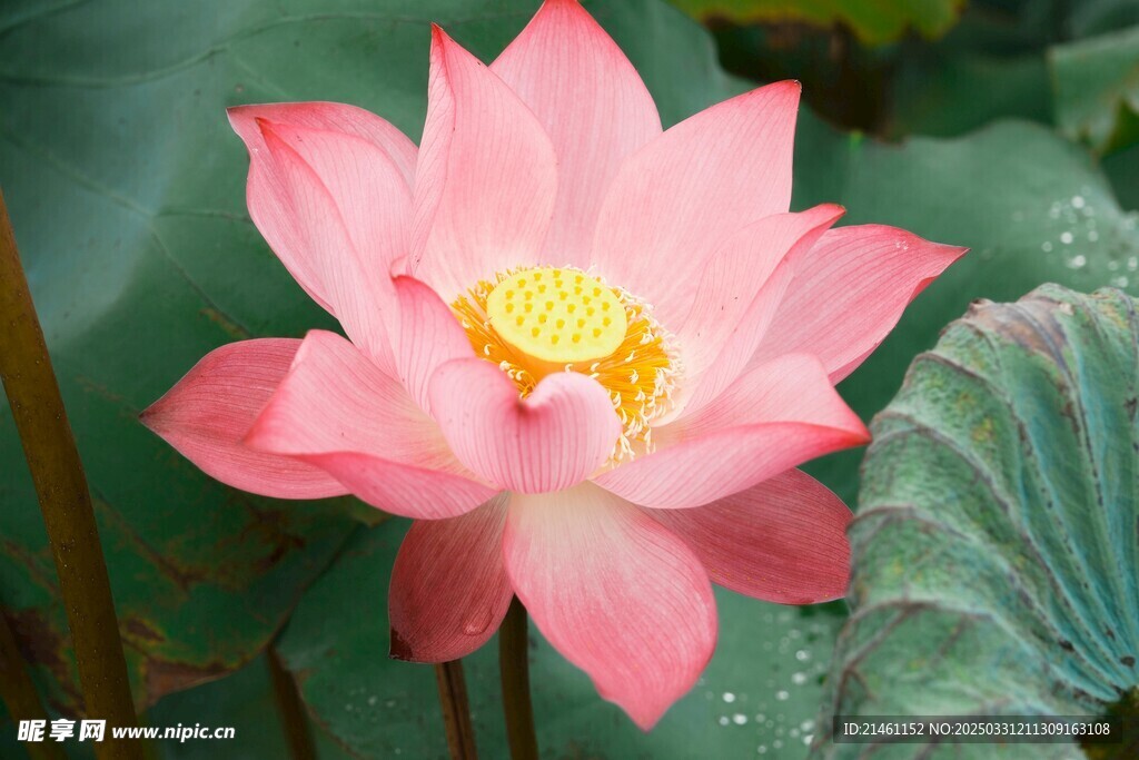 荷花