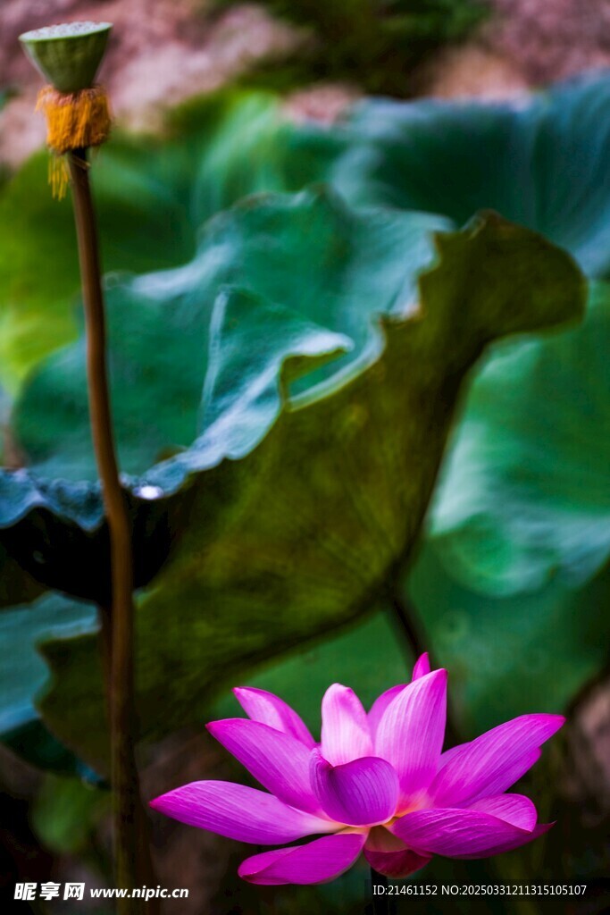 荷花
