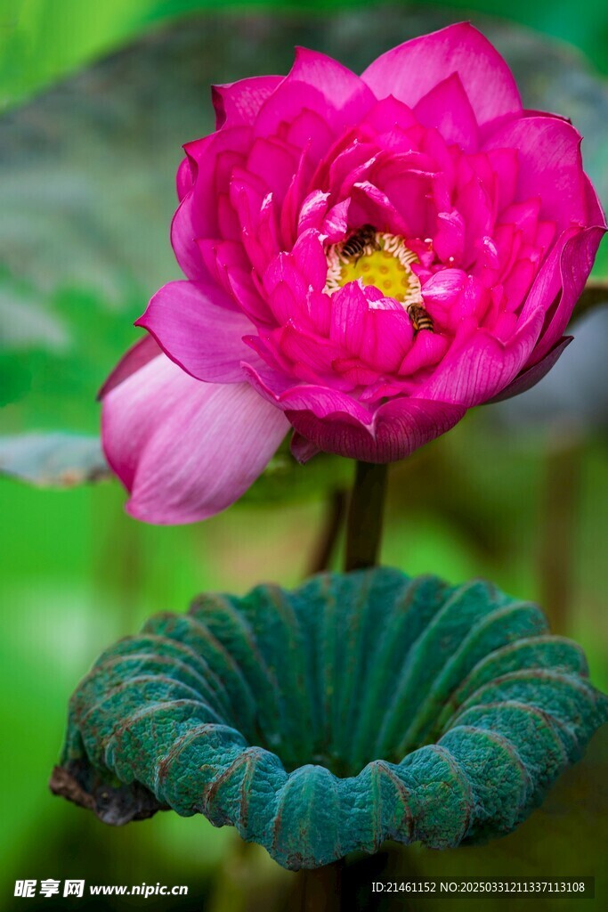荷花