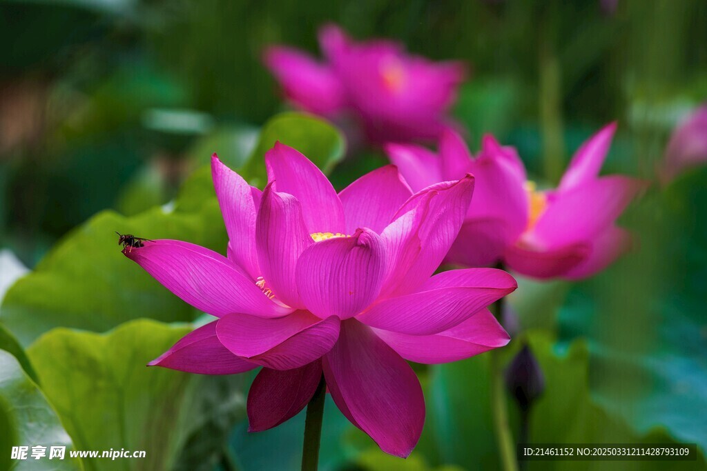 荷花