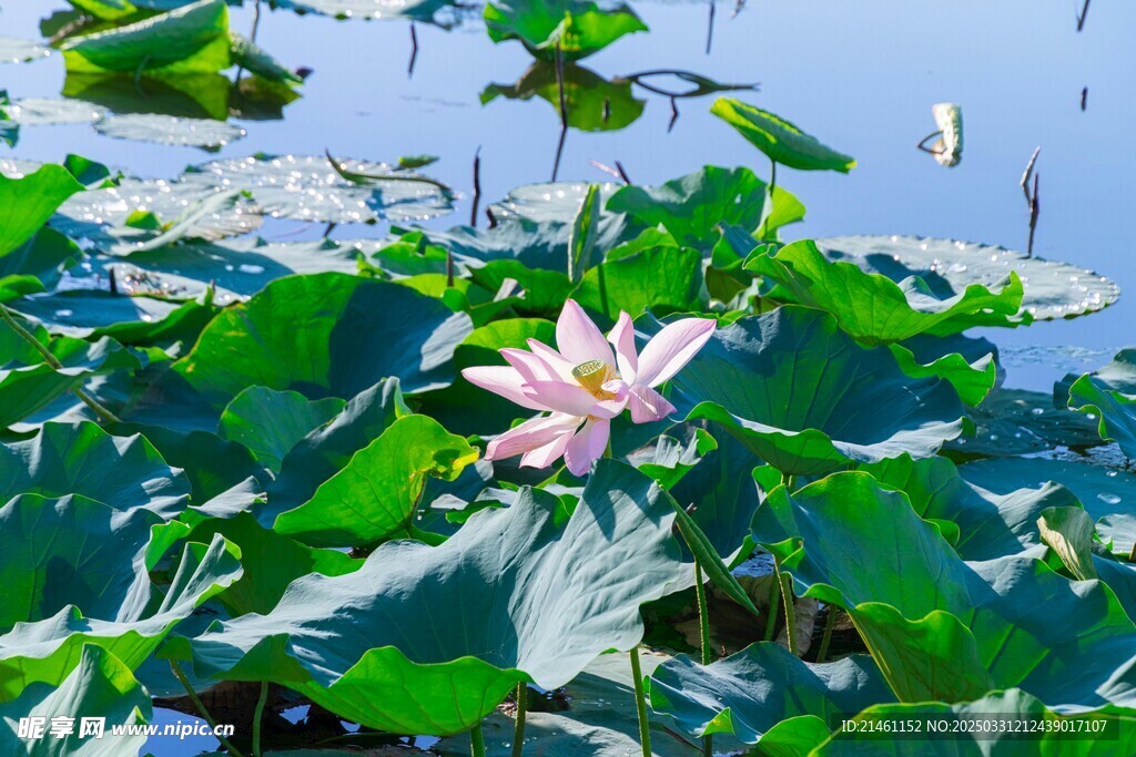 荷花
