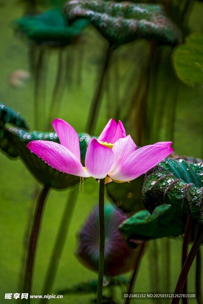 荷花