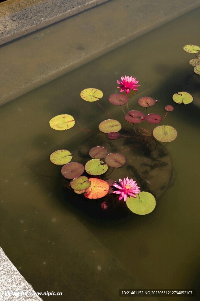 荷花