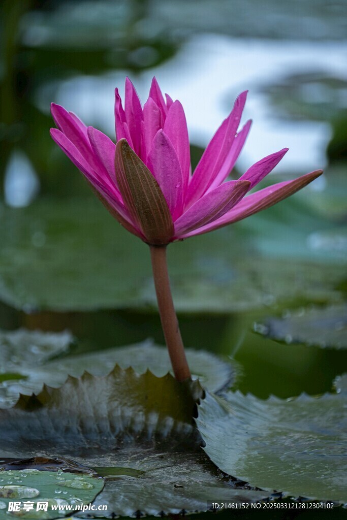 荷花