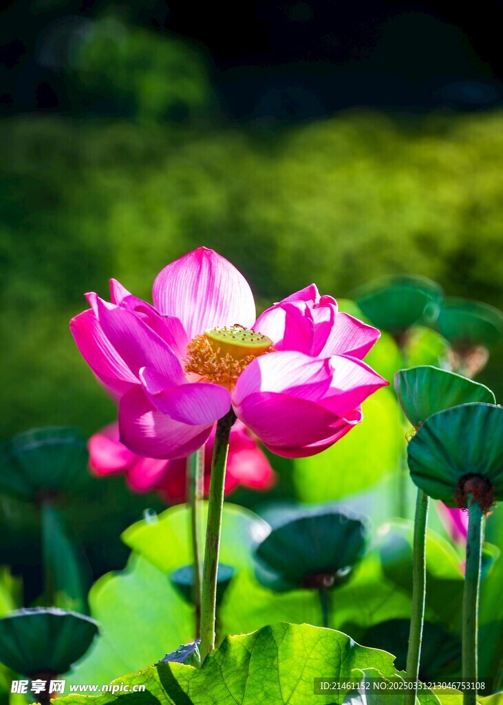 荷花