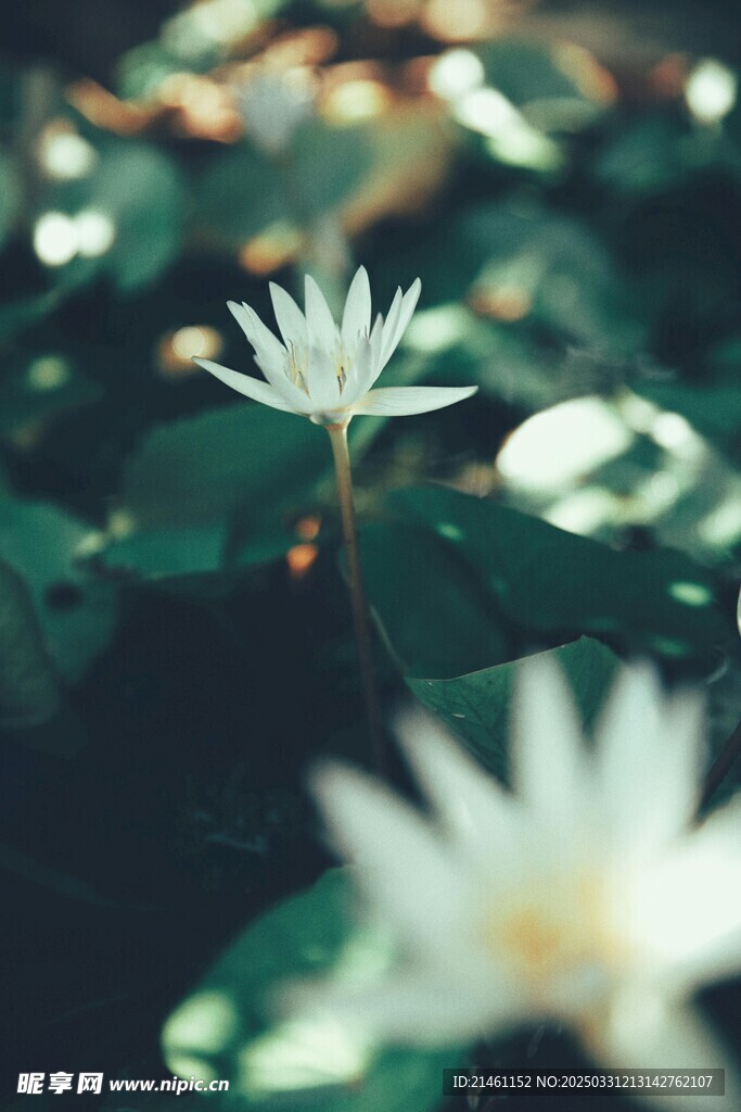 荷花