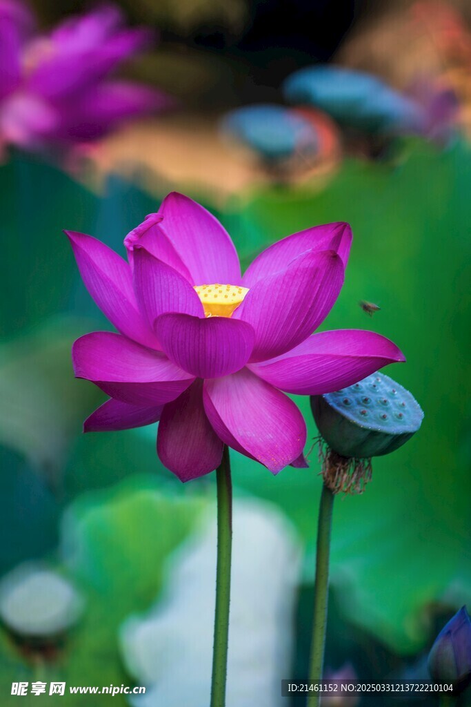 荷花