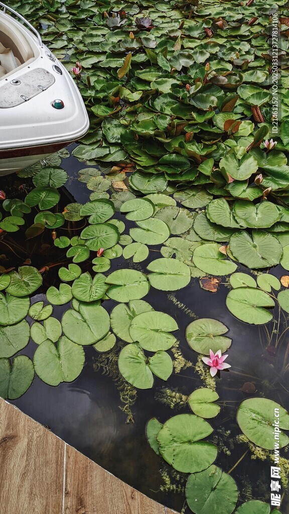 荷花