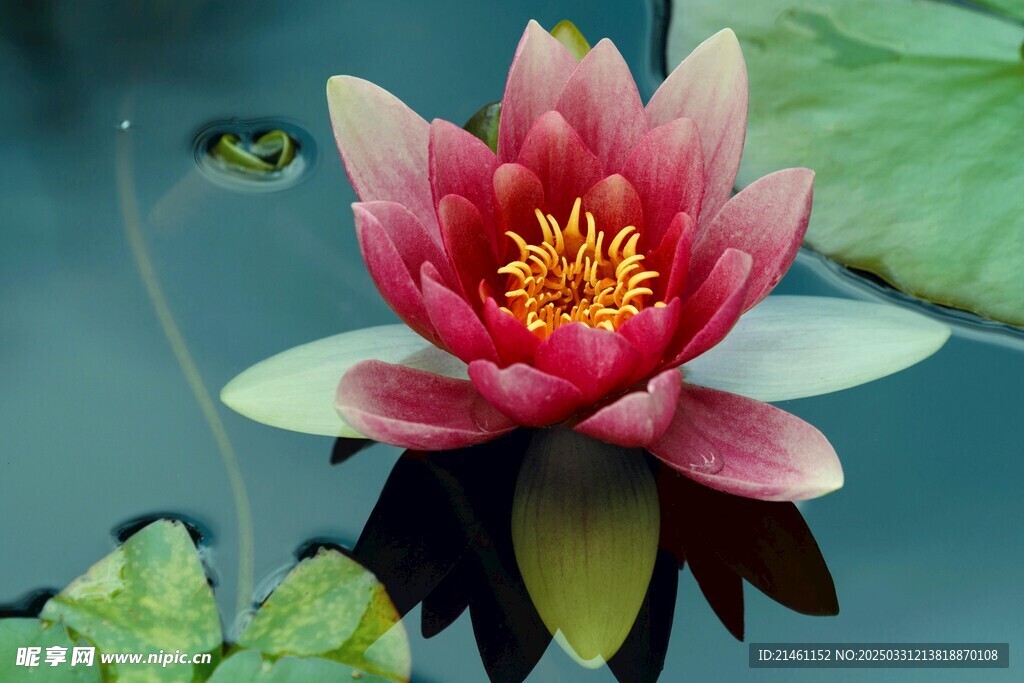 荷花