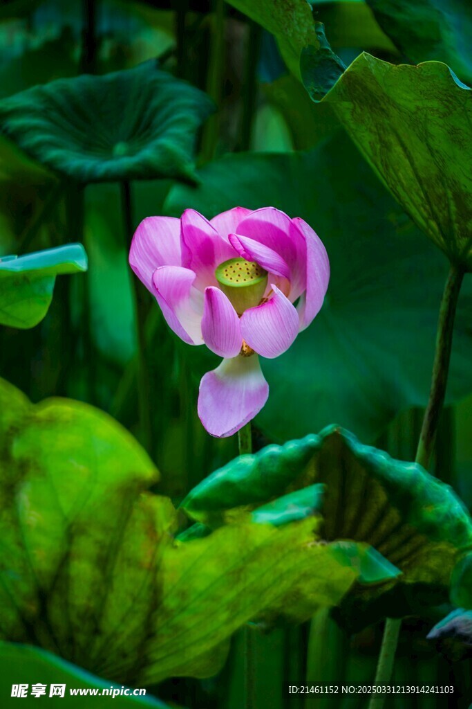 荷花