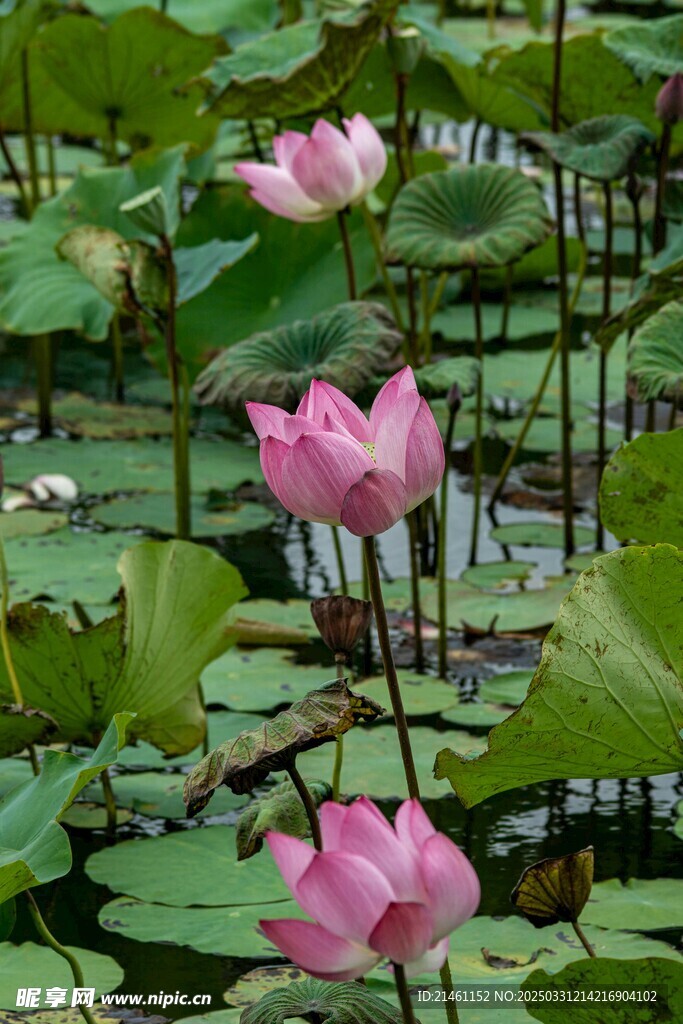 荷花