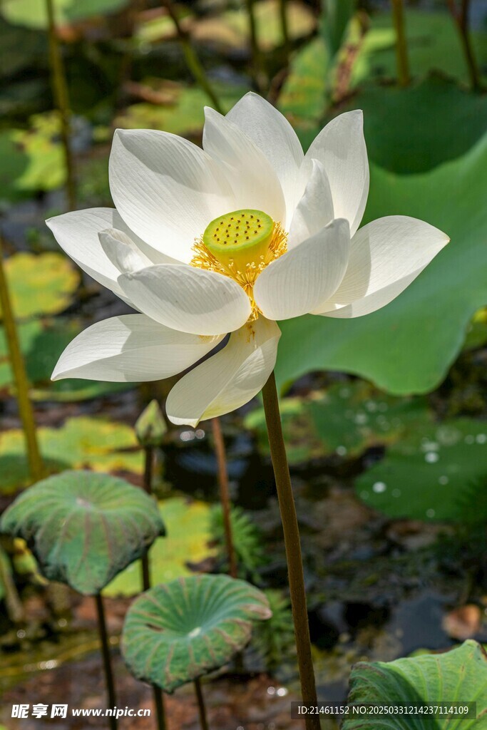 荷花